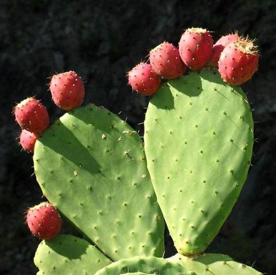 Le-Nopal.jpg