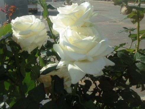 Roses.JPG