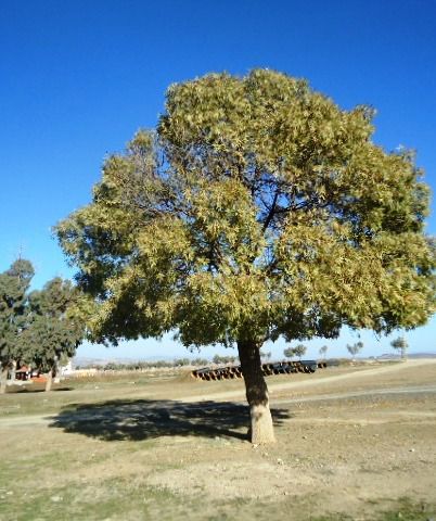 Un arbre.N°6844