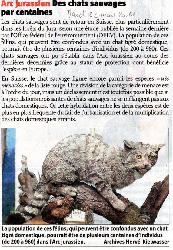 Suisse-chat-sauvage001.jpg