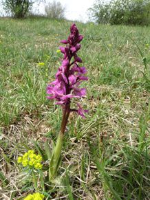 Orchis-male-pelouse-Miotte.jpg