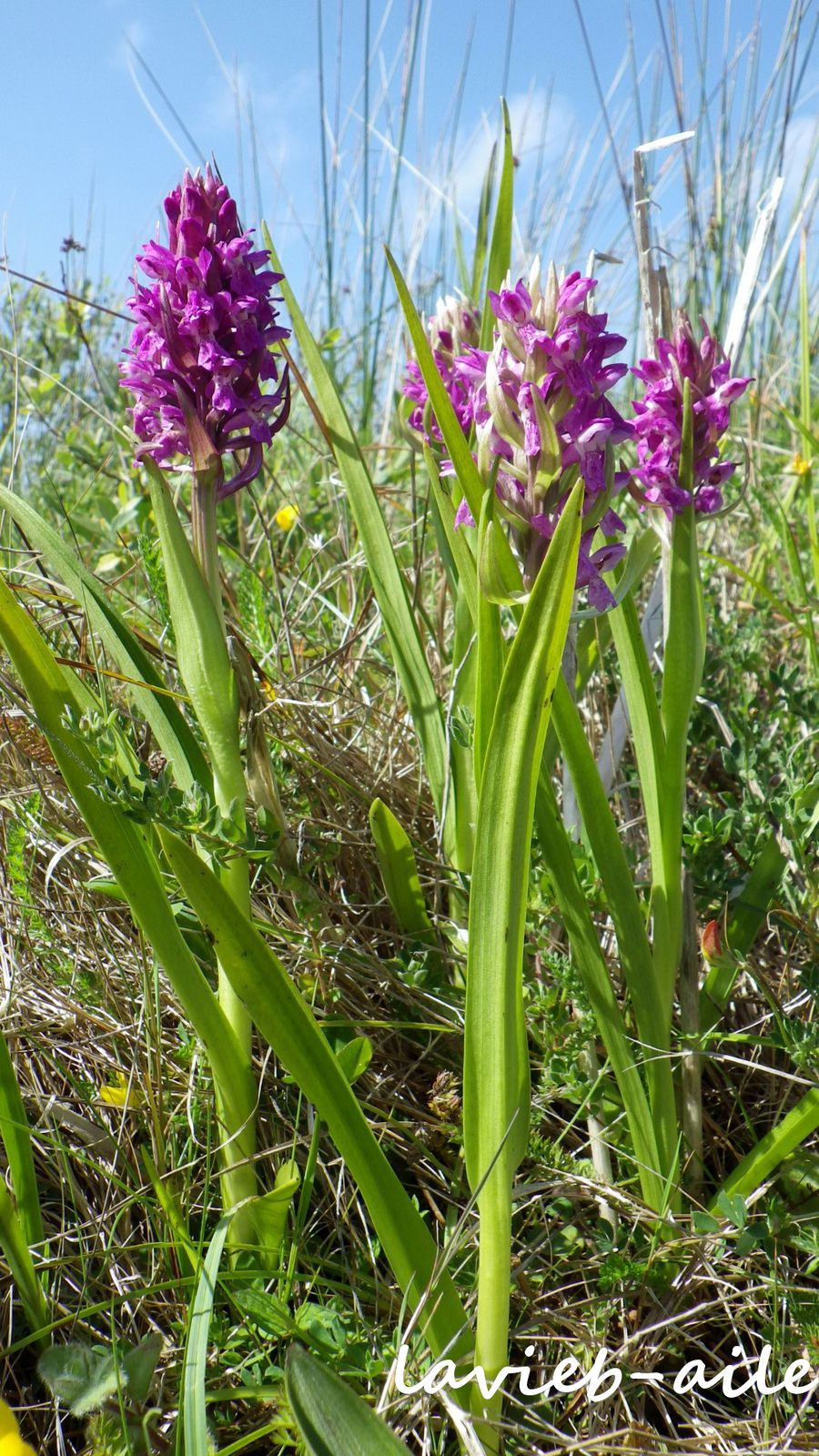 Orchidées sauvages de la Presqu'Île de Crozon. - Le blog de jean-yves  cordier