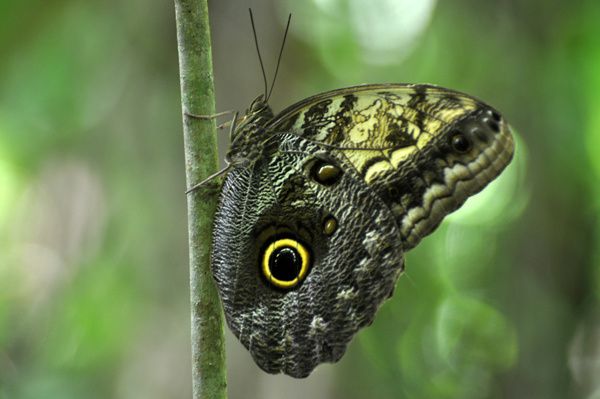 papillon-hibou
