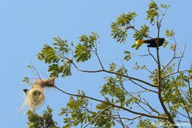 oropendolas