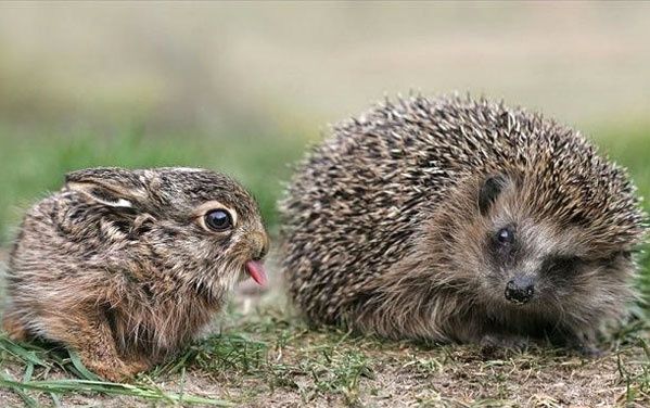 14-animal-insolite07.jpg