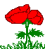 coquelicots2.gif