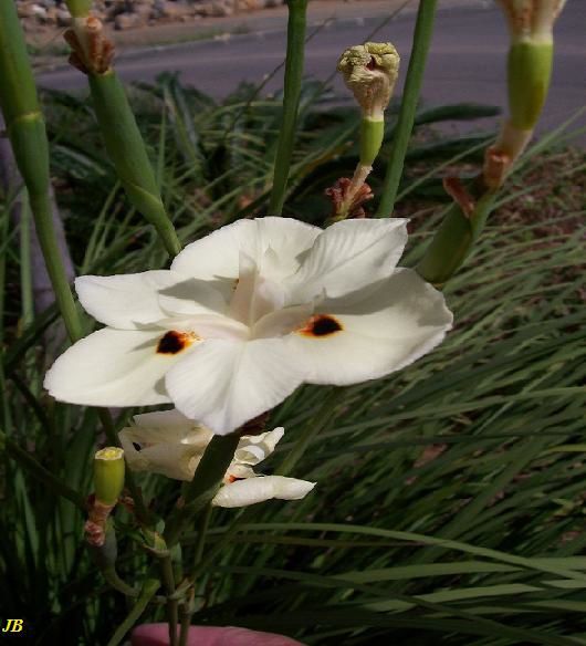 fleur blanco
