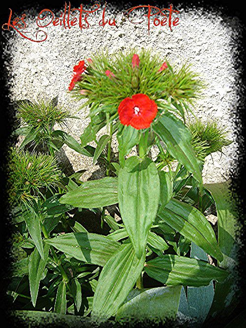 Web Fin Avril 2010 Mes Fleurs & Les Tomates 004