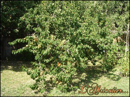 Web Le 8 Juillet 2010 Abricotier & Plants de Tomates 002