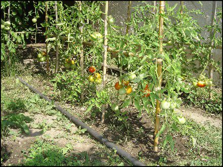 Web Le 8 Juillet 2010 Abricotier & Plants de Tomates 004