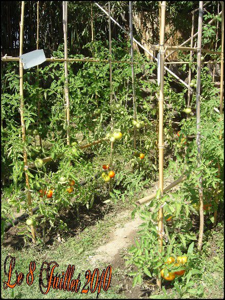 Web Le 8 Juillet 2010 Abricotier & Plants de Tomates 005