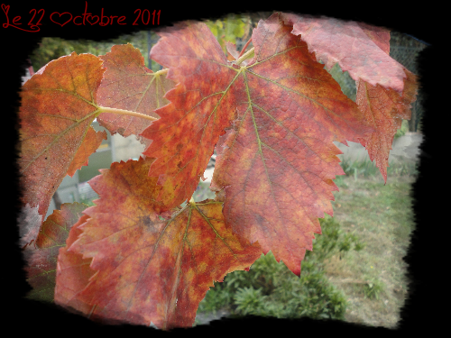 C Est Encore L Automne Ma Vigne Citations Tout Ce Qui Ne Nous Tue Pas Nous Rend Plus Fort