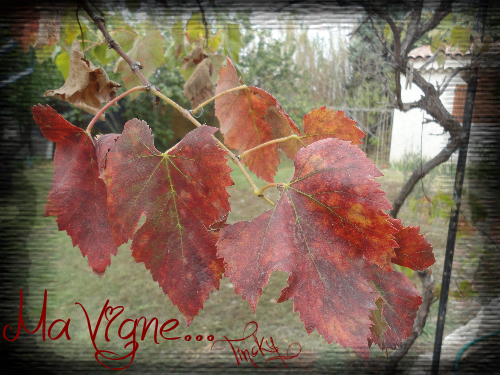 C Est Encore L Automne Ma Vigne Citations Tout Ce Qui Ne Nous Tue Pas Nous Rend Plus Fort