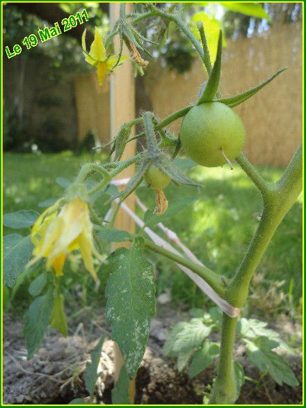 Web 19 MAI 2011 Tomates+Plants d'aubergine+jardinFleuri 011