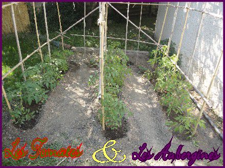 Web 19 MAI 2011 Tomates+Plants d'aubergine+jardinFleuri 026