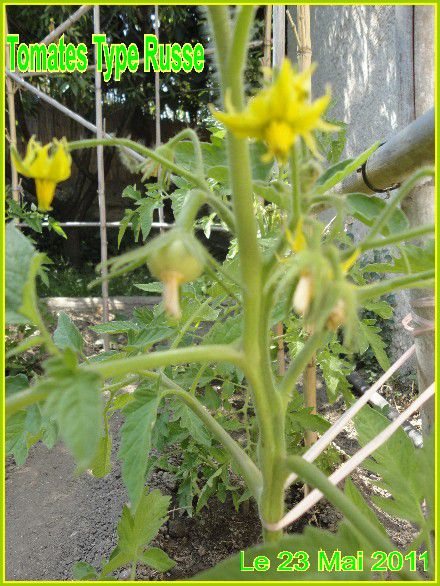 Web 23 MAI 2011 Tomates+Plants d'aubergine+jardinFleuri 002