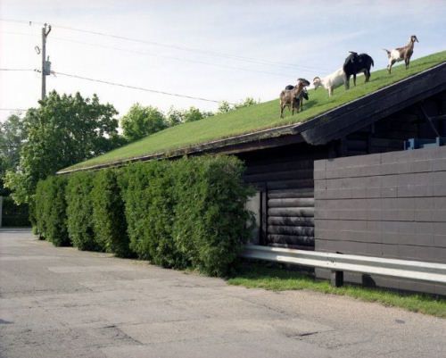 chevres-sur-un-toit-vegetal.jpg