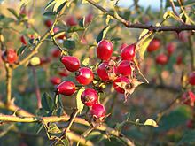 220px-FruitsEglantier.jpg