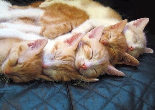 chats-file.jpg