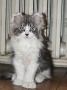 Emera