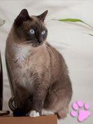 Liloo