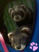 Lilou