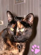 Myrtille