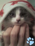 Pepper