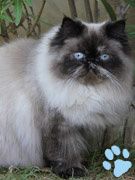 Pibou