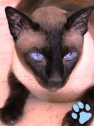 Ramses