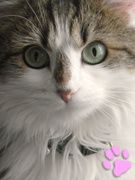 feline
