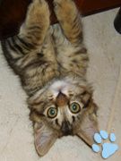 oggy