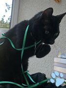 salem