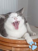 tigrou
