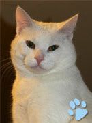 chatmini Faiel