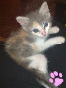 chatmini Praline