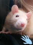 ratmini-Guizmo-copie-1.JPG