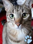 chatmini Curly
