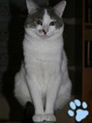 chatmini Edwyn