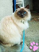 chatmini Feline