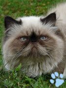 chatmini Fenrys