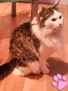 chatmini Hoshi