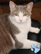 chatmini Isidore