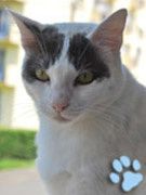 chatmini Lulu