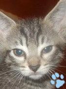 chatmini twopac
