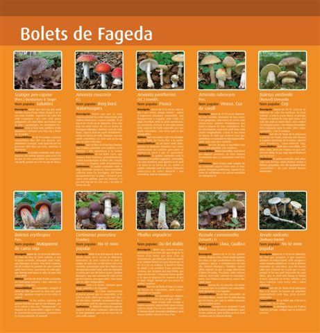 09-Bolets-de-fageda.jpg