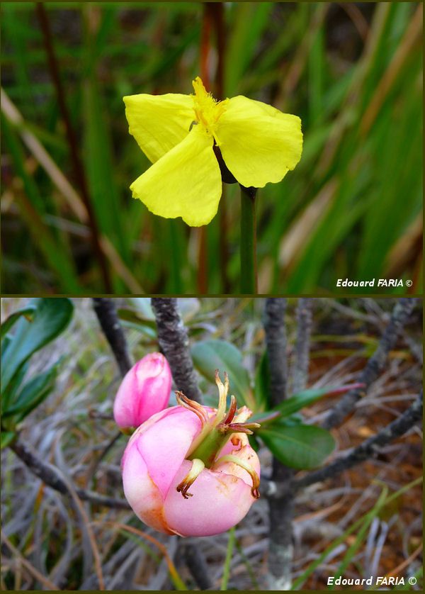 Autres fleurs 1