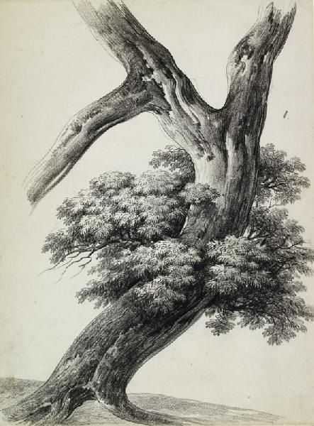mandevare