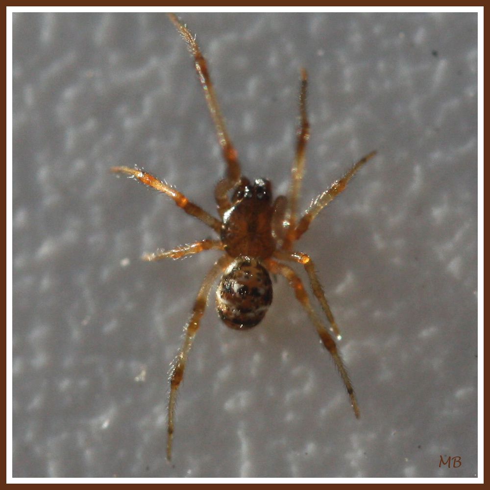 Arachnides 0635