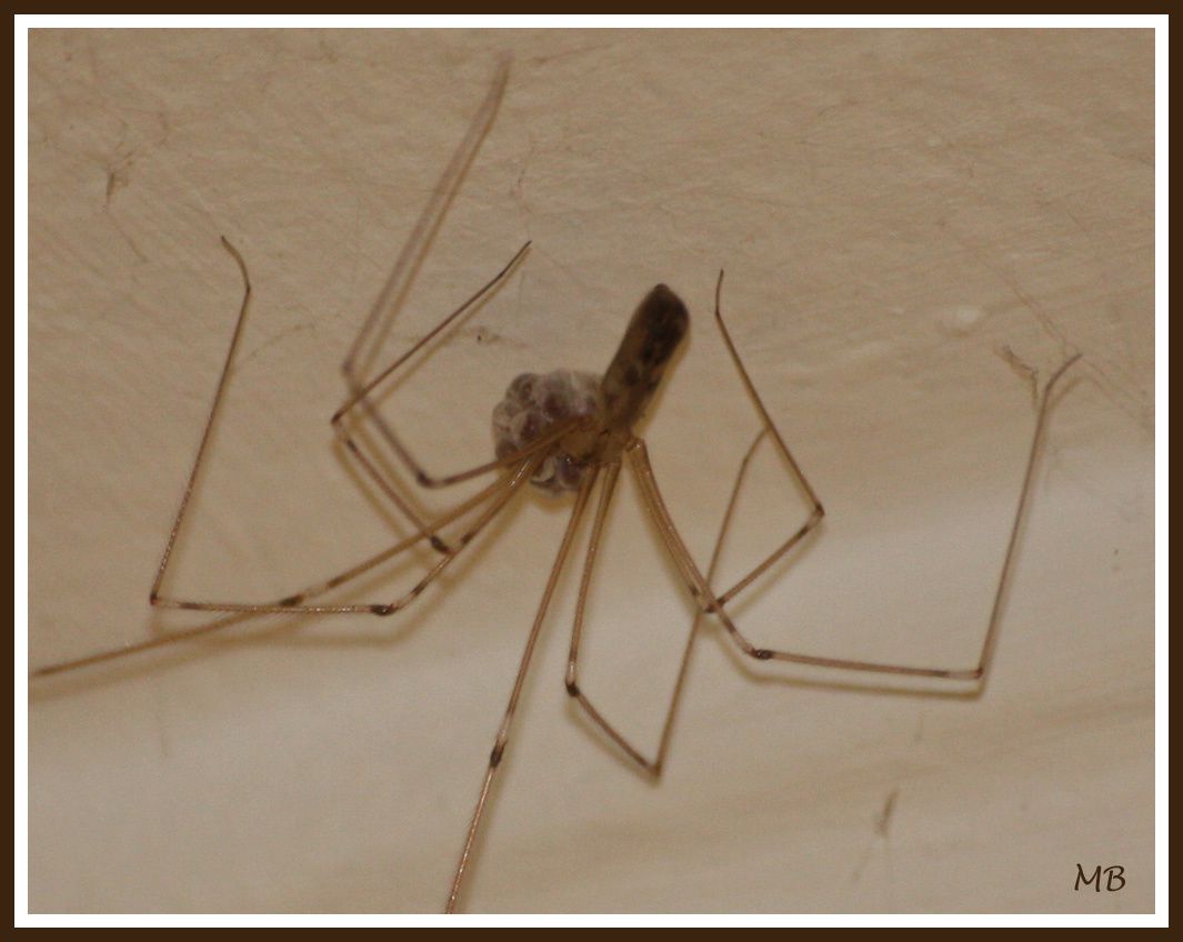 Arachnides 1027